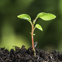 Impact Investors
